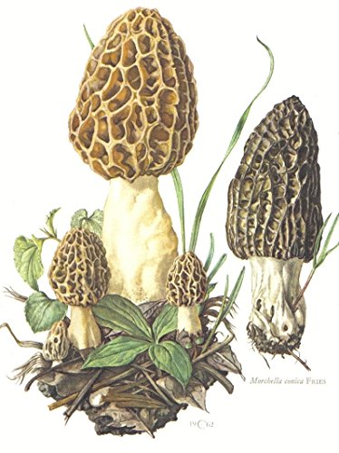 1/4 Sheet Cake - Close up Morel Mushrooms Birthday - Edible Cake or Cupcake Topper