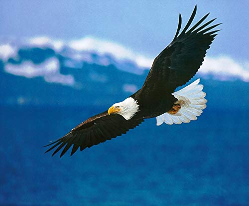 1/4 Sheet - Bald Eagle Soaring ~ Edible Cake Topper