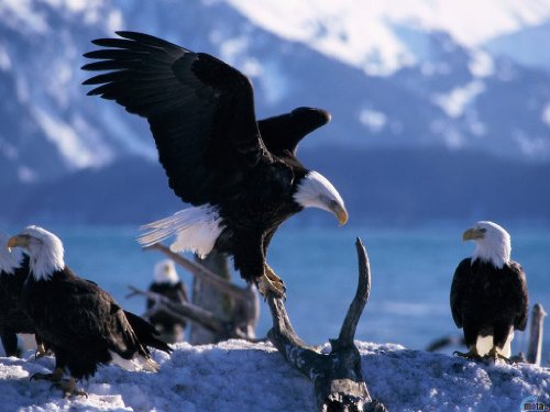 1/4 Sheet - Flock of Bald Eagles ~ Edible Cake Topper by Art of Eric Gunty