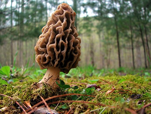 8 Inch Round Cake - Morel Mushroom Birthday - Edible Cake or Cupcake Topper - D20149