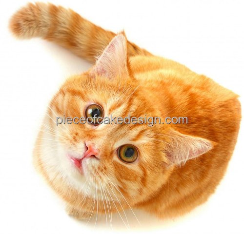 8" Round ~ Cute Orange Cat Aerial Birthday ~ Edible Cake/Cupcake Topper!!!