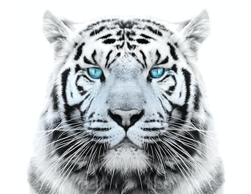 White Tiger with Blue Eyes Edible Cake Topper-1/4 Sheet